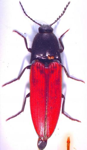 Réf. 208 716 : Ampedus sp.